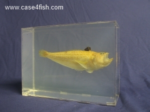 Foto Galerie/Perciformes/Percoidei/Echiichthys vipera/Echiichthys vipera_02_S.jpg